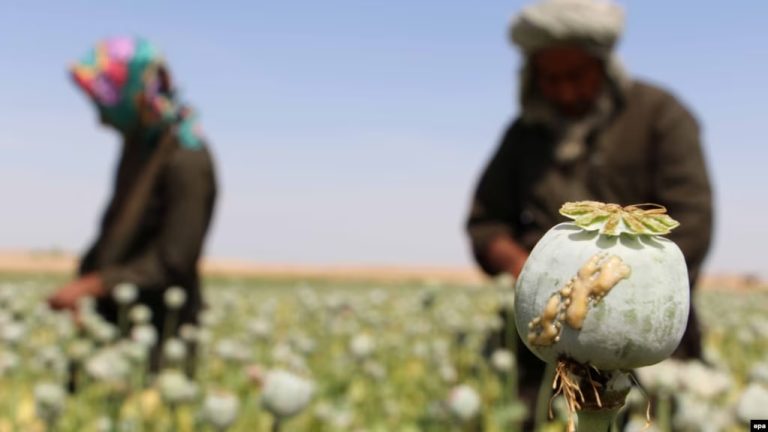 سازمان ملل: افغانستان با مشکل جدی مواد مخدر و استعمال آن مواجه است