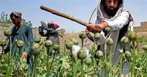 کشت‌زارهای خشخاش؛ از تخریب در بدخشان تا زمینه‌سازی در هلمند